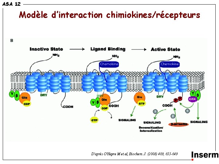 14 ASA 12 Modèle d’interaction chimiokines/récepteurs D’après O’ O’Hayre M et al, Biochem. J.