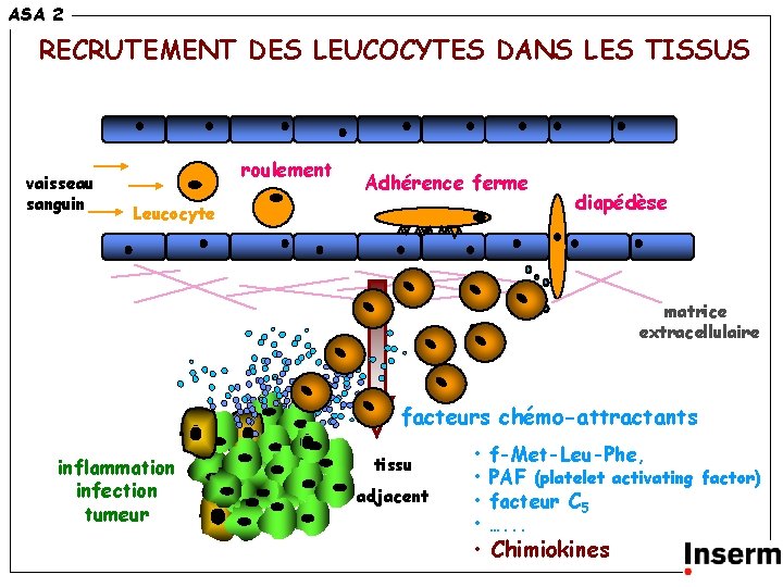 ASA 2 RECRUTEMENT DES LEUCOCYTES DANS LES TISSUS membrane basale vaisseau sanguin roulement Adhérence