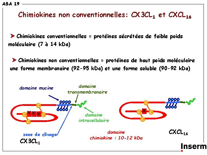 ASA 19 Chimiokines non conventionnelles: CX 3 CL 1 et CXCL 16 Chimiokines conventionnelles