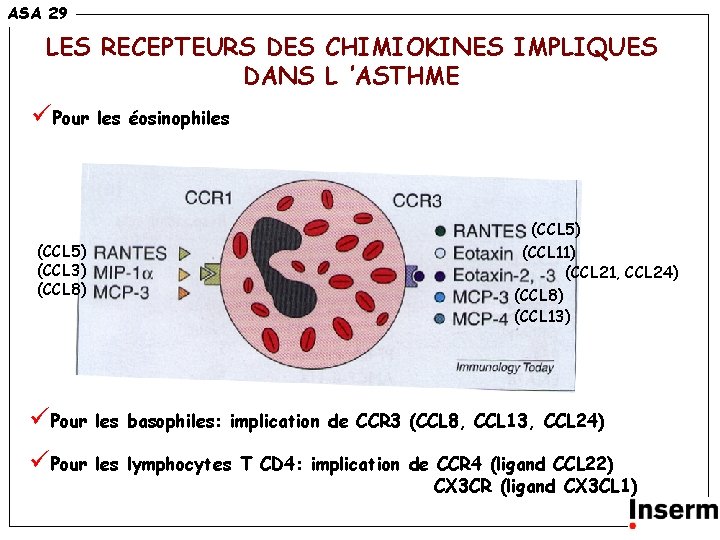 ASA 29 LES RECEPTEURS DES CHIMIOKINES IMPLIQUES DANS L ’ASTHME üPour les éosinophiles (CCL