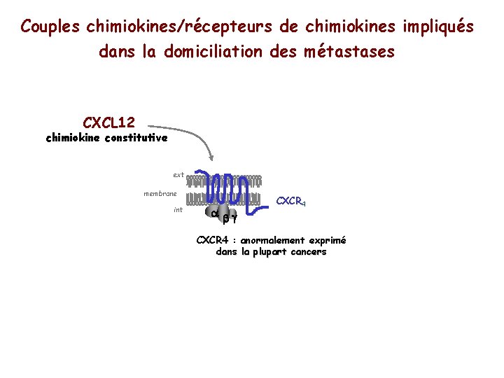 Couples chimiokines/récepteurs de chimiokines impliqués dans la domiciliation des métastases CXCL 12 chimiokine constitutive
