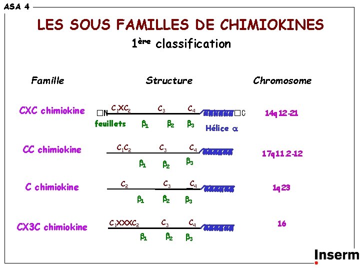 ASA 4 4 LES SOUS FAMILLES DE CHIMIOKINES 1ère classification Famille CXC chimiokine CC