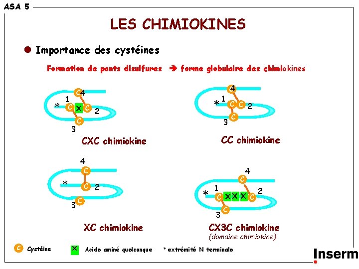 ASA 5 LES CHIMIOKINES Importance des cystéines Formation de ponts disulfures forme globulaire des