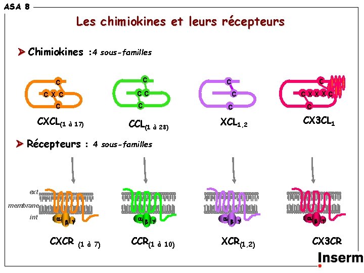 ASA 8 Les chimiokines et leurs récepteurs Chimiokines : 4 sous-familles C C CC