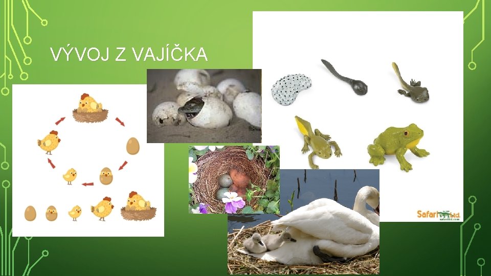 VÝVOJ Z VAJÍČKA 