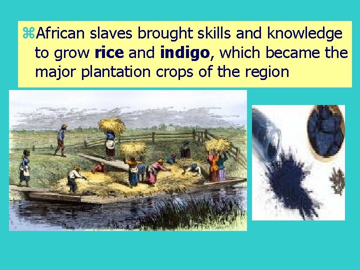 z. African slaves brought skills and knowledge to grow rice and indigo, which became