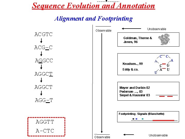 Sequence Evolution and Annotation Alignment and Footprinting ACGTC Unobservable Observable Goldman, Thorne & Jones,