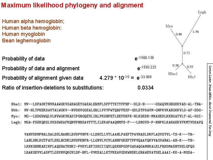 Maximum likelihood phylogeny and alignment Human alpha hemoglobin; Human beta hemoglobin; Human myoglobin Bean