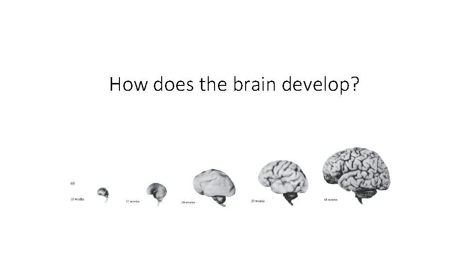 How does the brain develop? 