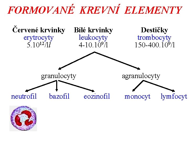 FORMOVANÉ KREVNÍ ELEMENTY Červené krvinky erytrocyty 5. 1012/ll Bílé krvinky leukocyty 4 -10. 109/l