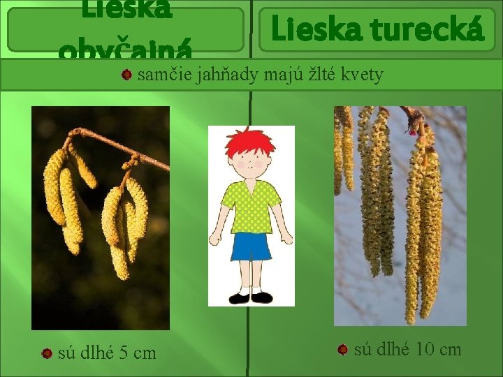 Lieska turecká obyčajná samčie jahňady majú žlté kvety sú dlhé 5 cm sú dlhé