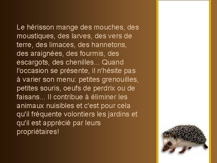 Le hérisson mange des mouches, des moustiques, des larves, des vers de terre, des