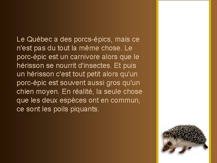 Le Québec a des porcs-épics, mais ce n'est pas du tout la même chose.