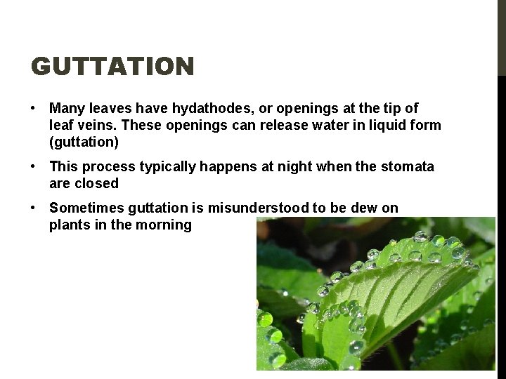 GUTTATION • Many leaves have hydathodes, or openings at the tip of leaf veins.