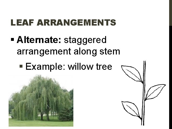 LEAF ARRANGEMENTS § Alternate: staggered arrangement along stem § Example: willow tree 