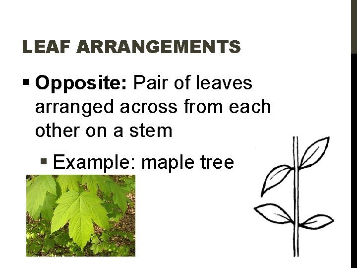 LEAF ARRANGEMENTS § Opposite: Pair of leaves arranged across from each other on a