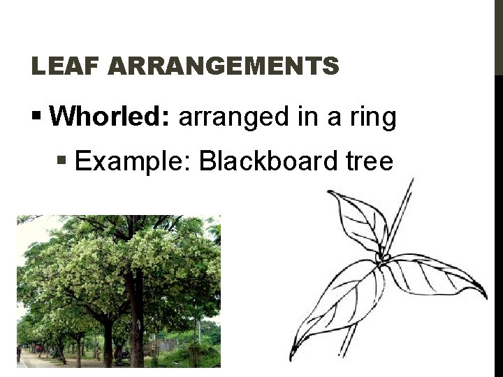 LEAF ARRANGEMENTS § Whorled: arranged in a ring § Example: Blackboard tree 