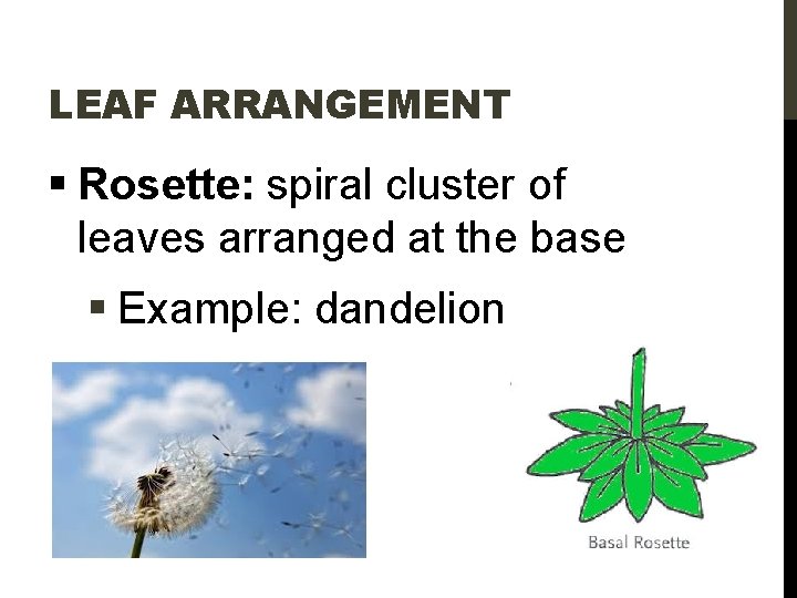 LEAF ARRANGEMENT § Rosette: spiral cluster of leaves arranged at the base § Example: