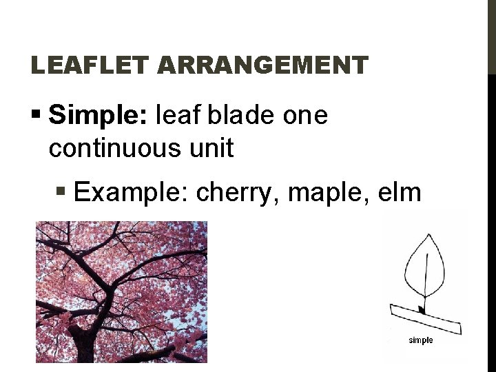 LEAFLET ARRANGEMENT § Simple: leaf blade one continuous unit § Example: cherry, maple, elm