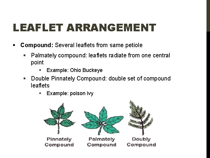 LEAFLET ARRANGEMENT § Compound: Several leaflets from same petiole § Palmately compound: leaflets radiate