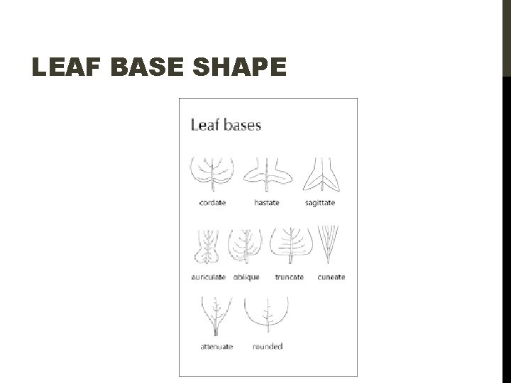 LEAF BASE SHAPE 