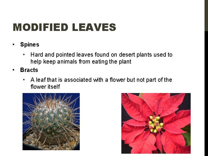 MODIFIED LEAVES • Spines • Hard and pointed leaves found on desert plants used