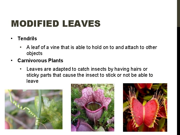 MODIFIED LEAVES • Tendrils • A leaf of a vine that is able to
