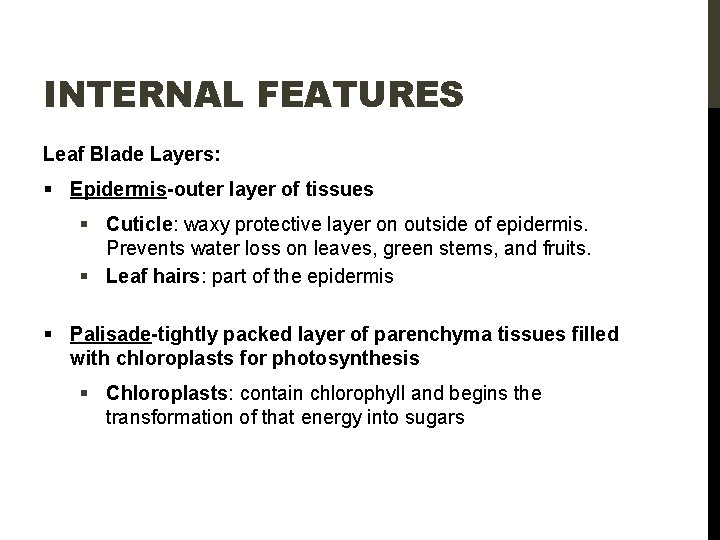INTERNAL FEATURES Leaf Blade Layers: § Epidermis-outer layer of tissues § Cuticle: waxy protective