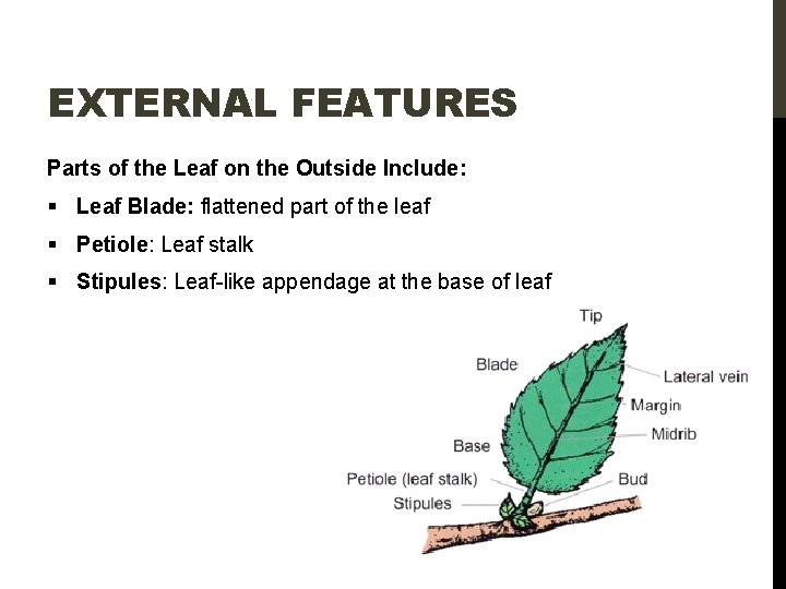 EXTERNAL FEATURES Parts of the Leaf on the Outside Include: § Leaf Blade: flattened