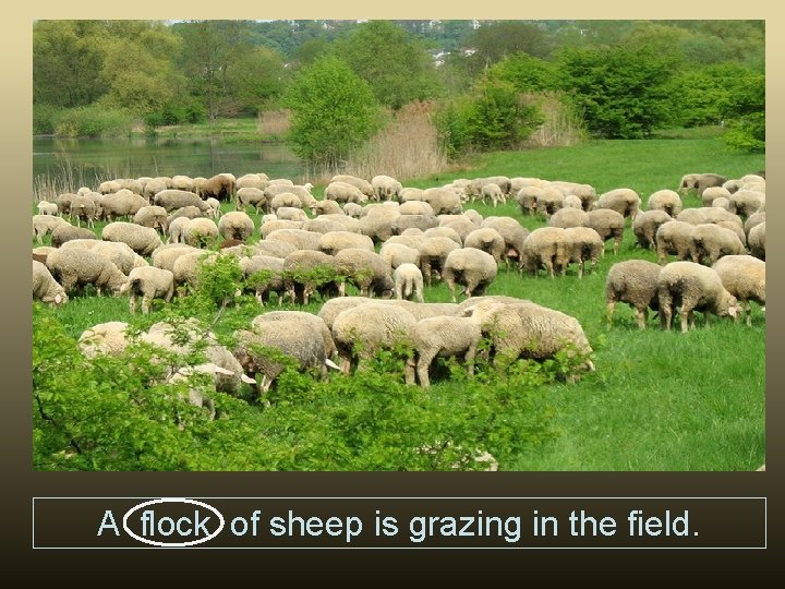 A flock of sheep is grazing in the field. 