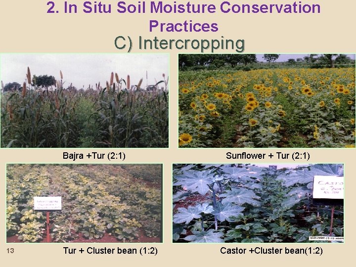 2. In Situ Soil Moisture Conservation Practices C) Intercropping Bajra +Tur (2: 1) 13