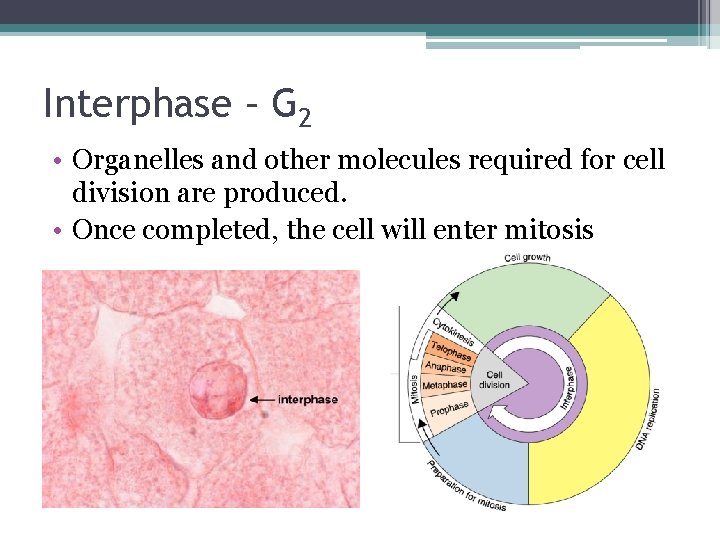 Interphase – G 2 • Organelles and other molecules required for cell division are