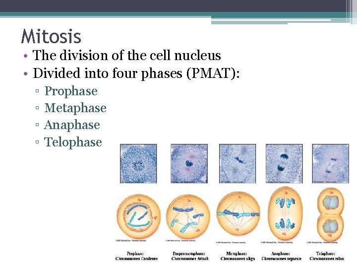 Mitosis • The division of the cell nucleus • Divided into four phases (PMAT):