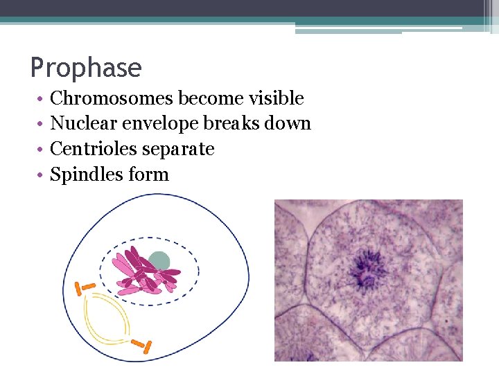 Prophase • • Chromosomes become visible Nuclear envelope breaks down Centrioles separate Spindles form