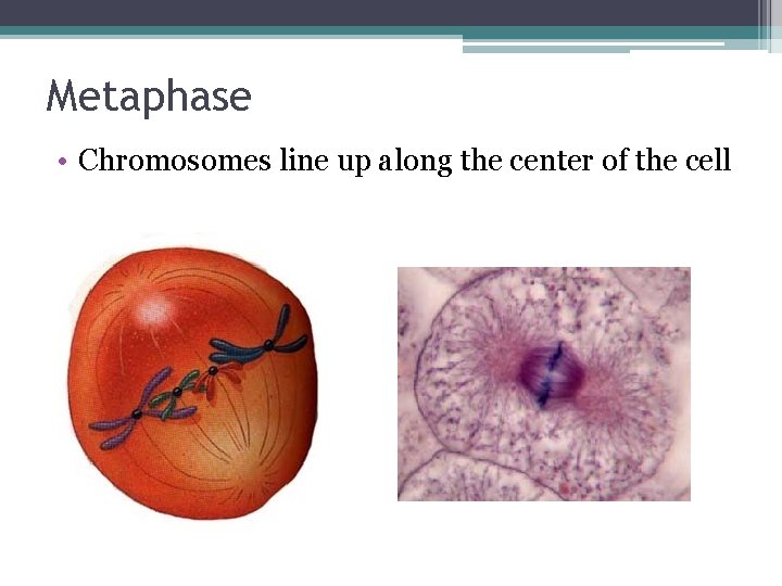 Metaphase • Chromosomes line up along the center of the cell 