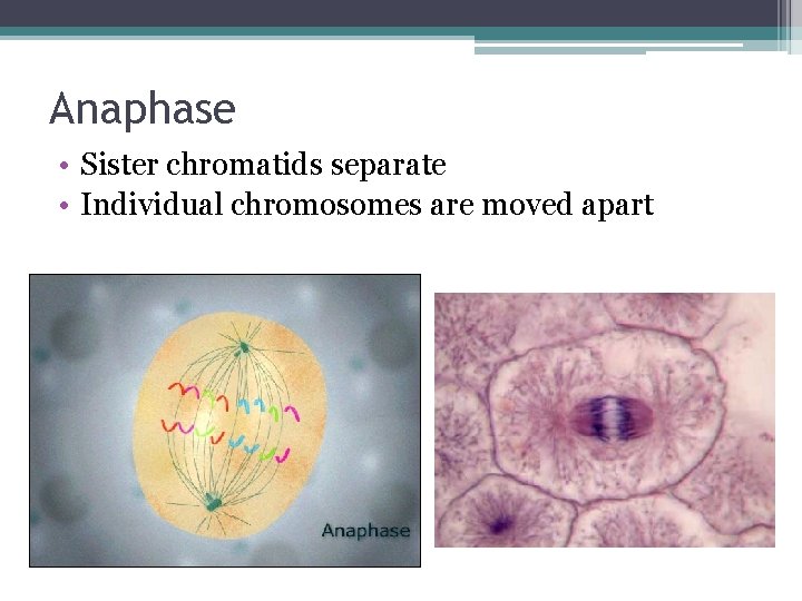 Anaphase • Sister chromatids separate • Individual chromosomes are moved apart 