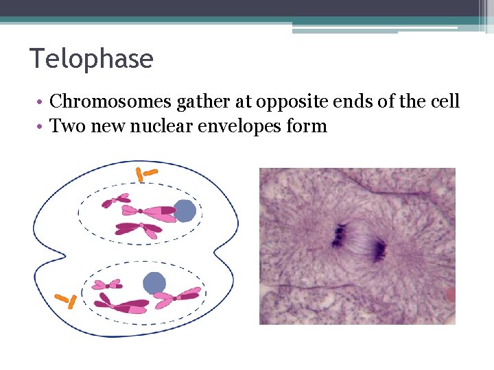Telophase • Chromosomes gather at opposite ends of the cell • Two new nuclear