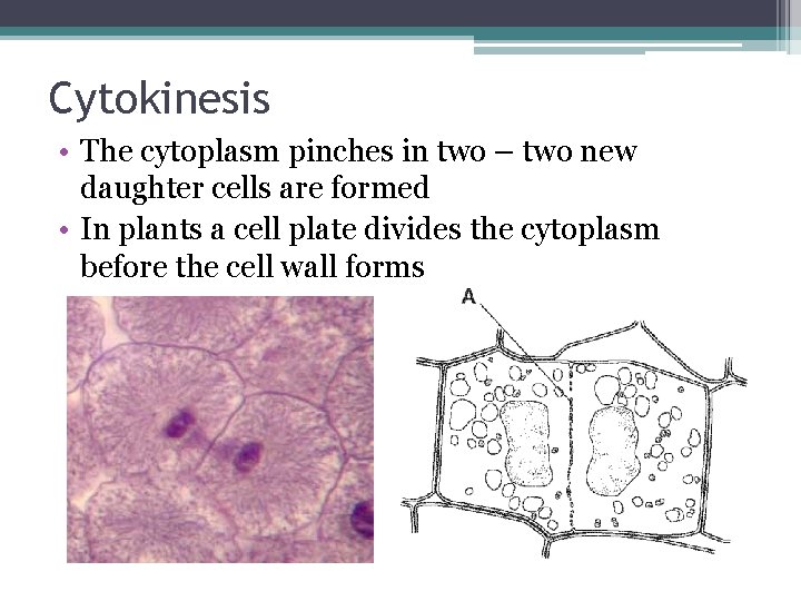 Cytokinesis • The cytoplasm pinches in two – two new daughter cells are formed