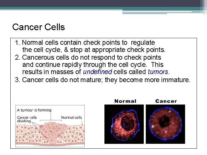 Cancer Cells 1. Normal cells contain check points to regulate the cell cycle, &