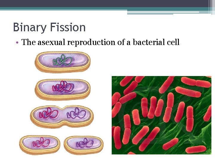 Binary Fission • The asexual reproduction of a bacterial cell 