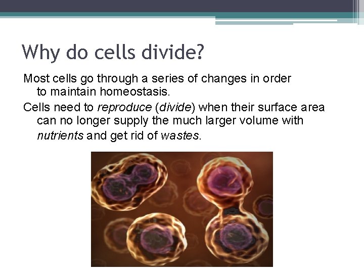 Why do cells divide? Most cells go through a series of changes in order