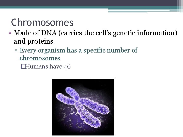 Chromosomes • Made of DNA (carries the cell’s genetic information) and proteins ▫ Every