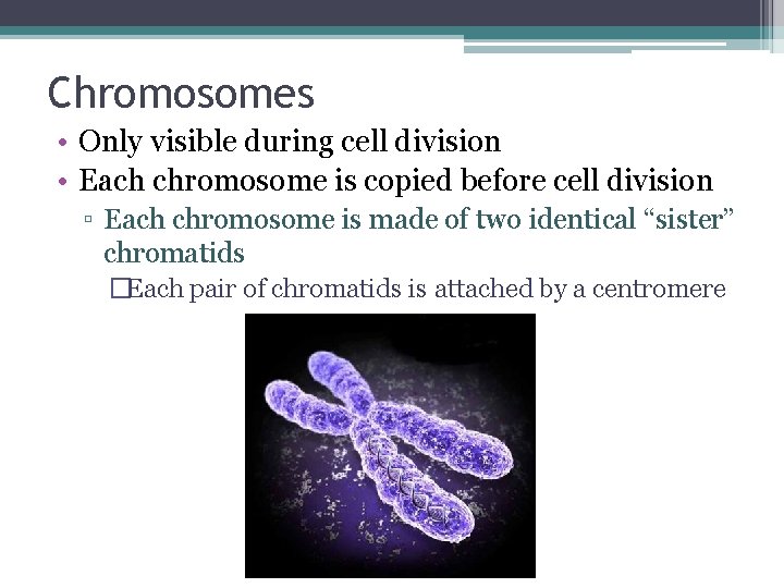 Chromosomes • Only visible during cell division • Each chromosome is copied before cell