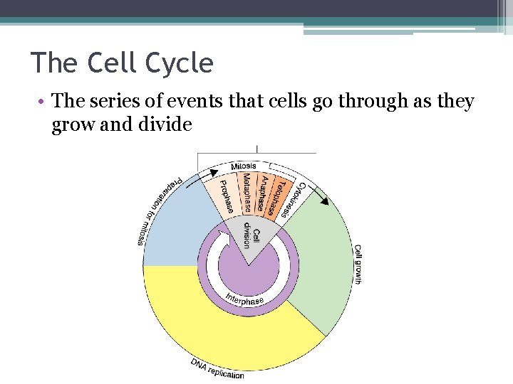 The Cell Cycle • The series of events that cells go through as they