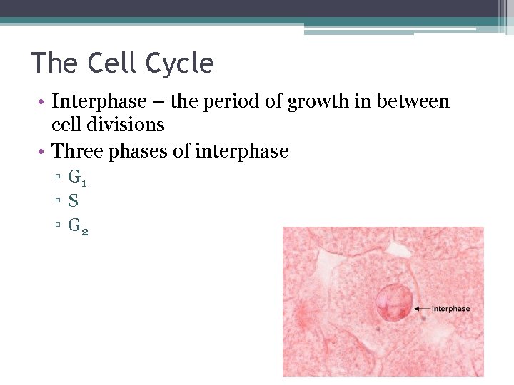 The Cell Cycle • Interphase – the period of growth in between cell divisions