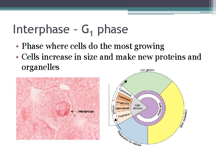 Interphase – G 1 phase • Phase where cells do the most growing •