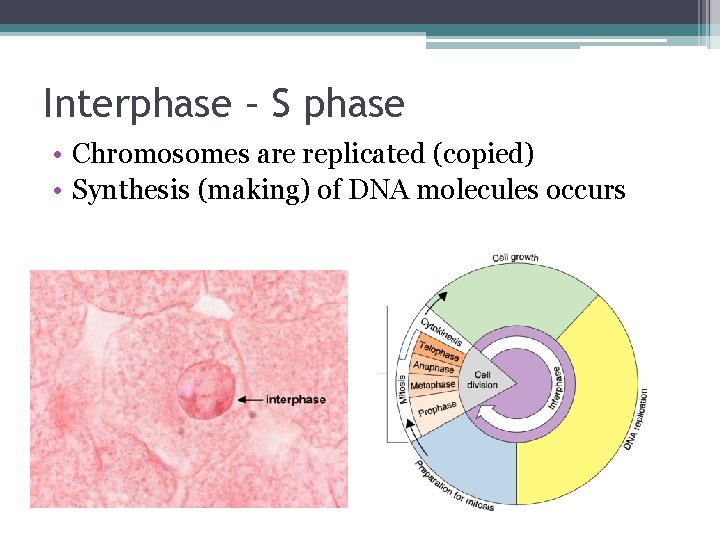 Interphase – S phase • Chromosomes are replicated (copied) • Synthesis (making) of DNA