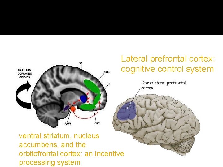 Lateral prefrontal cortex: cognitive control system ventral striatum, nucleus accumbens, and the orbitofrontal cortex: