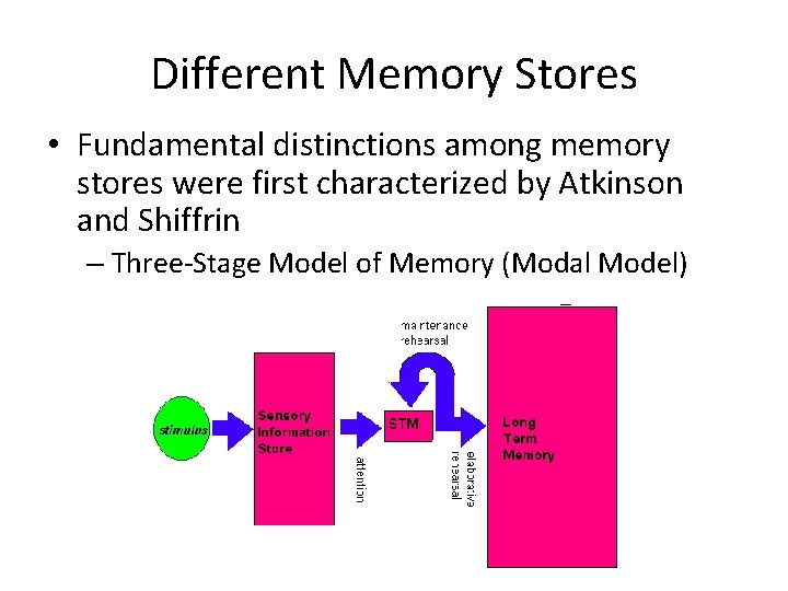 Different Memory Stores • Fundamental distinctions among memory stores were first characterized by Atkinson