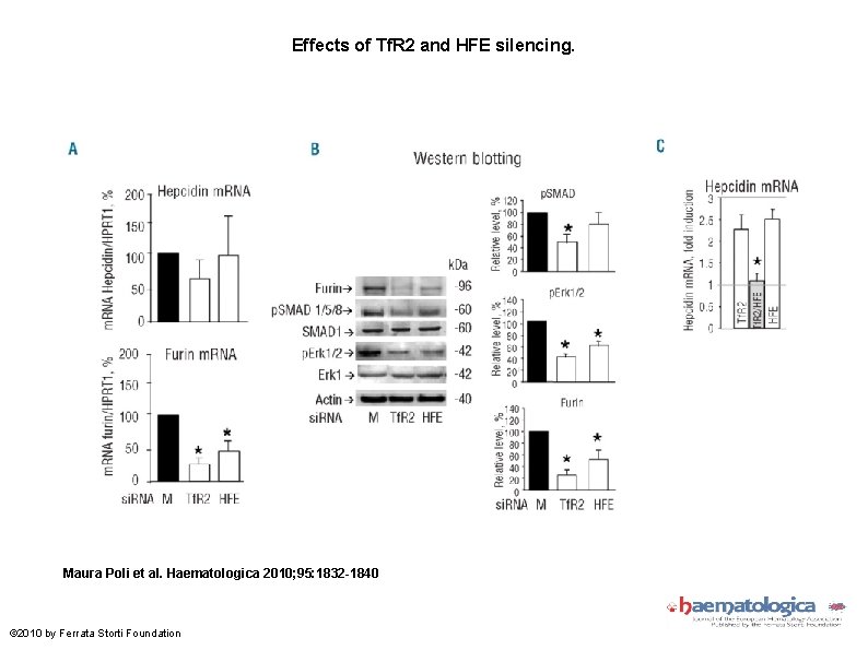 Effects of Tf. R 2 and HFE silencing. Maura Poli et al. Haematologica 2010;